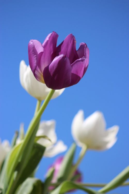 Tulpės, Violetinė, Gėlė, Daugiametis, Holland, Pavasaris, Gamta, Tulpė, Balta, Gėlės