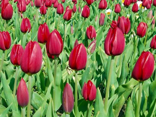 Tulpės, Raudonos Tulpės, Sodas, Raudona, Kraštovaizdis, Gamta, Pavasaris, Turkija