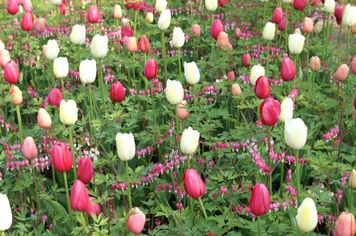 Tulpės, Holland, Pavasaris, Gamta, Tulpė, Tulpių Laukai, Keukenhof, Tapetai