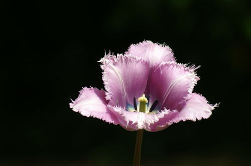 Tulpės, Holland, Pavasaris, Gamta, Tulpė, Keukenhof, Tapetai, Nyderlandai, Violetinė