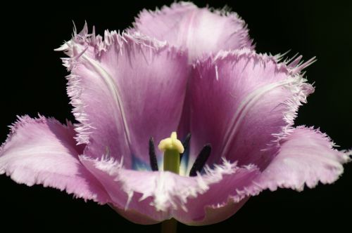 Tulpės, Holland, Pavasaris, Gamta, Tulpė, Keukenhof, Tapetai, Nyderlandai, Violetinė