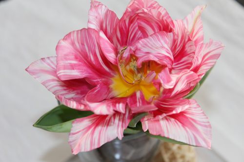 Tulpės, Gėlė, Stalo Dekoracijos, Blyškiai Rožinė, Dryžuotas