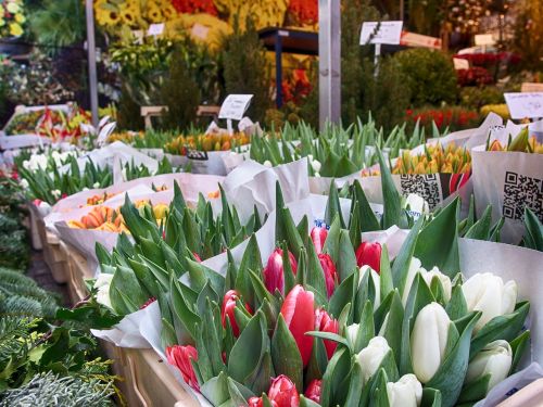Tulpės, Amsterdamas, Gėlės, Žydėti, Gėlė, Gamta, Pavasaris, Oranžinė Gėlė, Rosa, Žiedlapiai, Margaret, Botanika, Augmenija