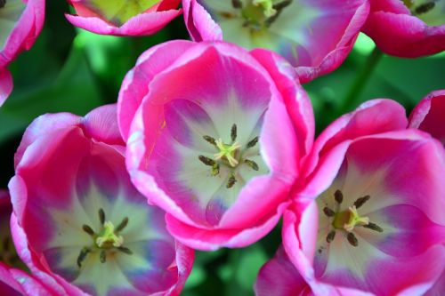 Tulpės, Augalai, Gamta, Gėlės, Gėlė, Rožinis, Pavasaris