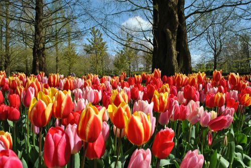 Tulpės, Pavasaris, Holland, Keuckenhof, Žiedas, Žydėti, Gamta