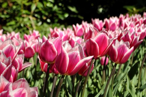 Tulpės, Pavasaris, Holland, Gėlės, Gamta, Lova