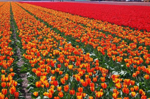Tulpės, Lemputė, Nyderlandai, Pavasaris