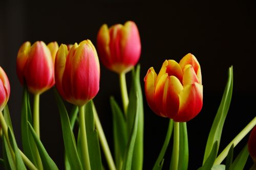 Tulpės, Pavasario Gėlės, Žiedas, Žydėti, Schnittblume, Liepsna, Puokštė