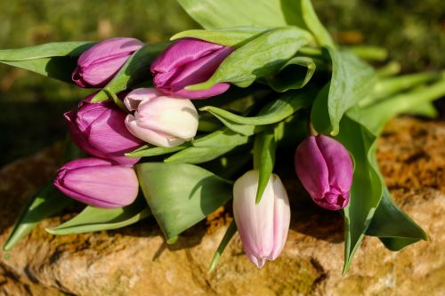 Tulpės, Gėlės, Pavasario Puokštė, Spalvinga, Kvepalai, Žydėti, Rožinis, Flora, Augalas, Pavasaris, Gamta