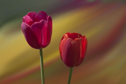 Tulpės, Raudona, Gėlės