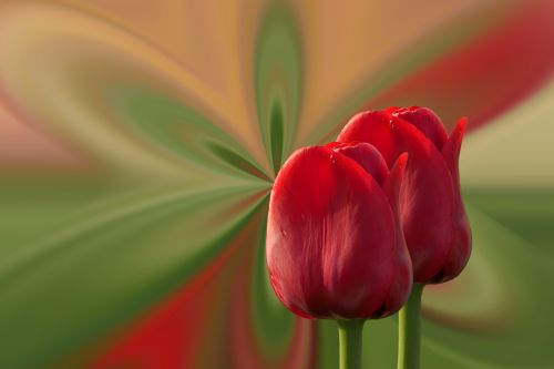 Tulpės, Raudona, Gėlės, Pavasaris, Pavasario Gėlė