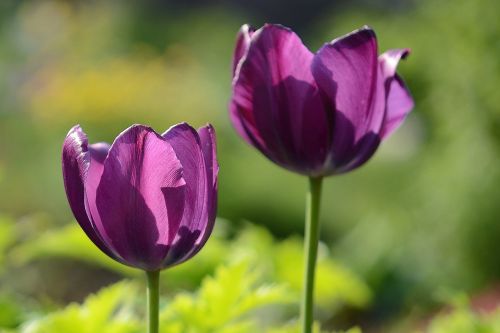 Tulpės, Rožinis, Gėlės, Pavasaris, Gamta, Violetinė