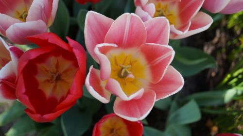 Tulpės, Keukenhofe, Holland