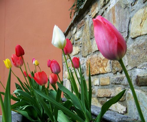 Tulpės, Pavasario Gėlė, Svogūnėlė