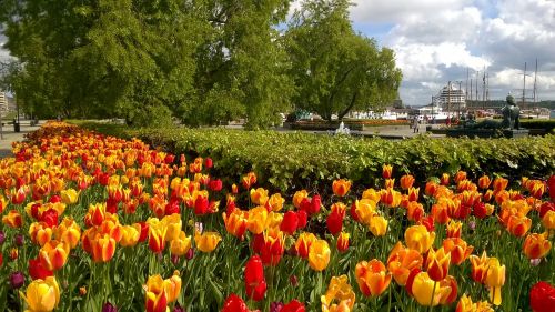 Tulpės, Uostas, Miestas, Oslo
