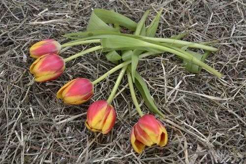 Tulpės, Gėlės, Oranžinė, Gamta, Pavasaris, Pavasario Pabudimas, Frühlingsanfang, Pavasario Gėlės, Motinos Diena, Ačiū, Šienas, Atvirukas