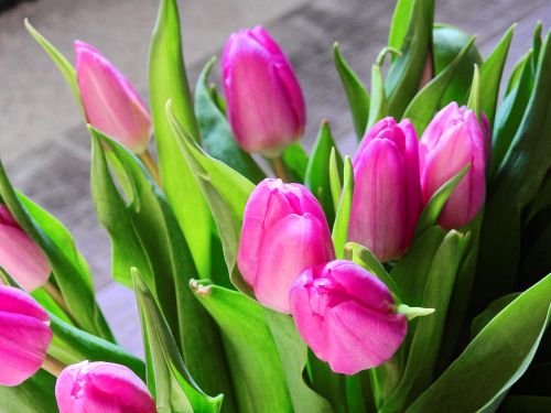 Tulpės, Gėlė, Žiedas, Žydėti, Puokštė, Gimtadienis, Pasveikinti