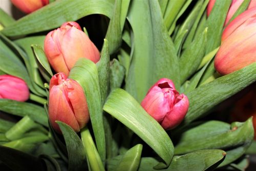 Tulpės, Pavasario Gėlės, Iš Arti, Gėlės