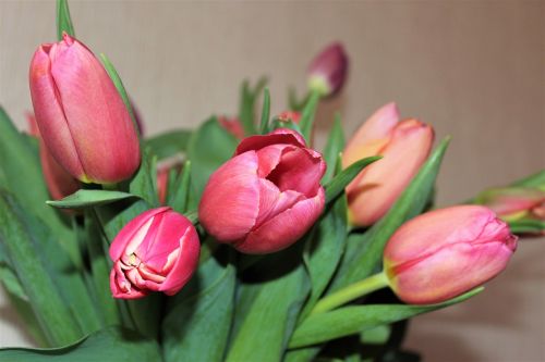 Tulpės, Gėlės, Pavasario Gėlės, Kovo 8 D ., Krupnyj Planas