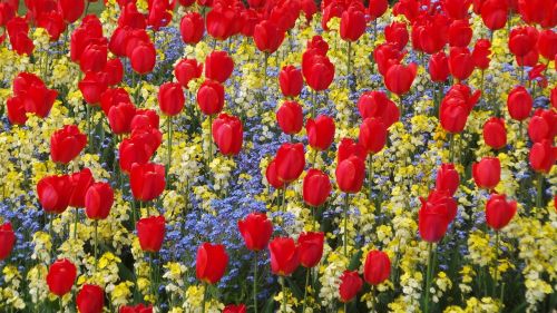 Tulpės, Gėlės, Raudona, Gamta, Pavasaris, Natūralus, Žiedas, Spalvinga, Žydėti, Gėlių, Sezonas, Šviesus, Valentine