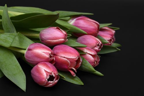 Tulpės, Gėlės, Rožinis, Gamta, Pavasaris, Pavasario Pabudimas, Frühlingsanfang, Pavasario Gėlės, Motinos Diena, Gėlių Puokštė, Puokštė, Ačiū