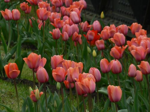 Tulpės, Gamta, Gėlė, Rožinis, Schnittblume, Tulpių Laukas, Sode, Pavasario Gėlė