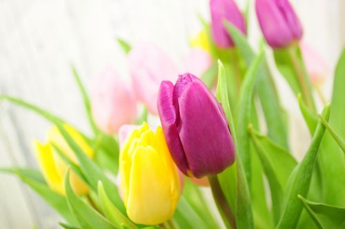 Tulpės, Gėlės, Geltona, Pavasaris, Skintos Gėlės