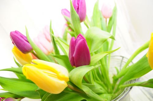 Tulpės, Geltona, Pavasaris, Pavasario Gėlė, Geltonos Gėlės, Skintos Gėlės