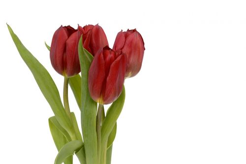 Tulpės, Gėlės, Lapai, Pavasaris, Uždaryti, Gamta, Pavasario Gėlės, Raudona, Frühlingsanfang, Ačiū, Atvirukas