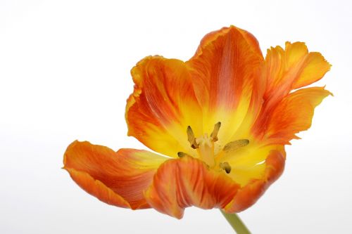 Tulpės, Gėlės, Lapai, Pavasaris, Uždaryti, Gamta, Pavasario Gėlės, Oranžinė, Geltona, Frühlingsanfang, Ačiū, Atvirukas