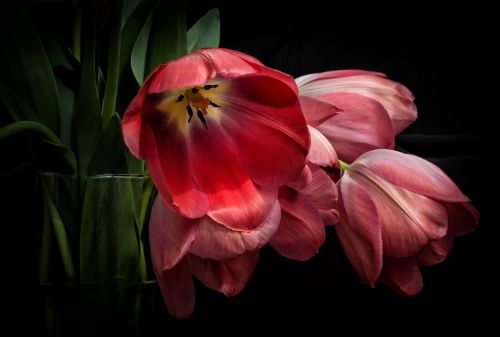 Tulpės, Raudona, Gėlės