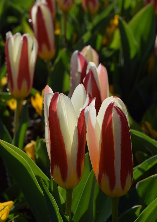 Tulpės, Tulipa, Gėlė, Pavasaris, Veislė