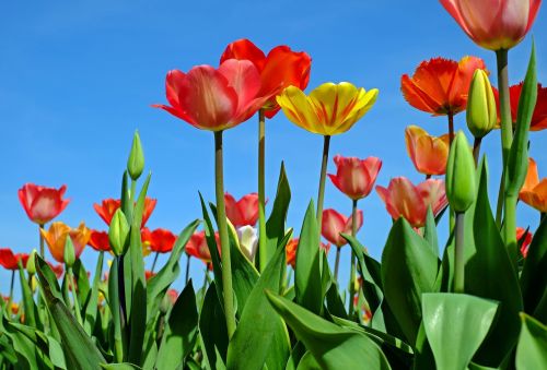 Tulpės, Gėlės, Žydėti, Raudona Geltona, Pavasaris, Tulpių Laukas, Žydėjo, Skintos Gėlės, Pavasario Gėlės, Spalvinga, Frühlingsanfang, Gamta