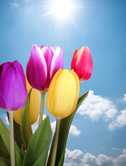 Tulpės, Pavasaris, Spalvinga, Dangus, Saulė, Gėlės, Gamta, Pavasario Gėlė, Schnittblume, Pavasario Gėlės, Debesys