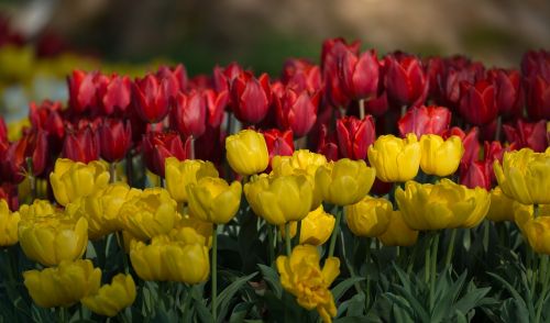 Tulpės, Gėlės, Pavasaris, Gėlė, Geltona, Raudona, Tulpių Laukas, Spalvinga