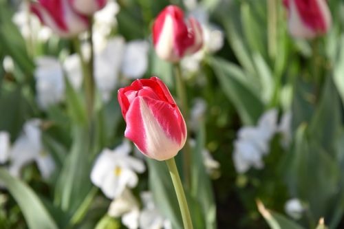 Tulpės, Gėlė, Gėlės, Raudona, Gražus, Pavasaris, Ottoman, Ryški Spalva