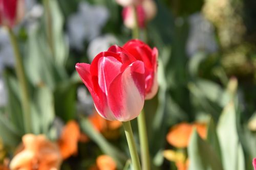 Tulpės, Pavasaris, Raudona, Augalas, Ryški Spalva