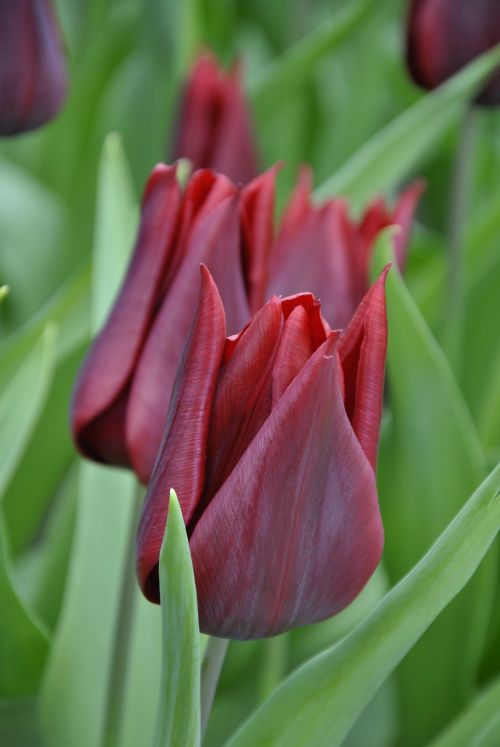 Tulpės, Holland, Pavasaris, Pavasario Gėlės, Holandas Tulpės