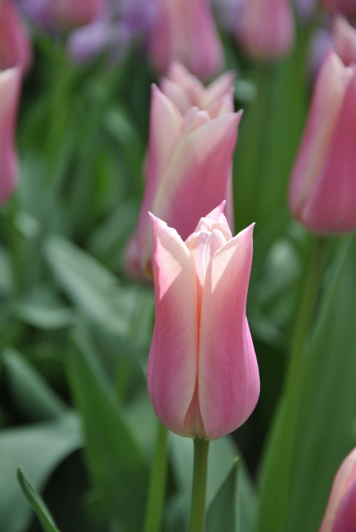 Tulpės, Holland, Pavasaris, Pavasario Gėlės, Holandas Tulpės