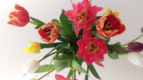 Tulpės, Gėlės, Puokštė