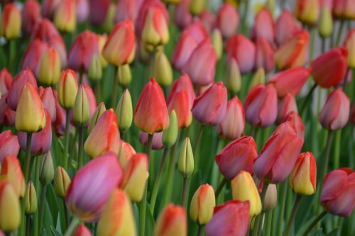 Tulpės, Pavasaris, Spalvinga, Gėlės, Žydėti, Žiedas, Žydėti, Schnittblume, Flora, Gamta