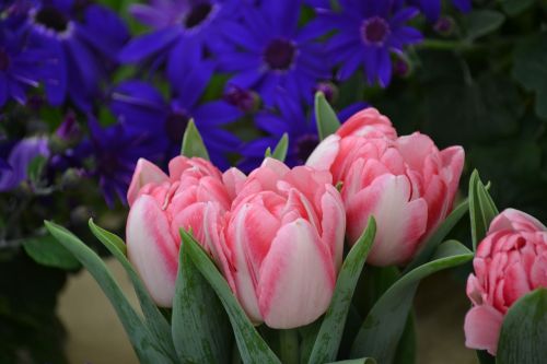 Tulpės, Gėlės, Gamta, Pavasaris, Rožinis, Violetinė, Pavasario Gėlės