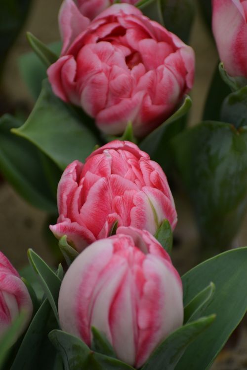 Tulpės, Mini Tulpės, Pavasaris, Rožinis, Rožinės Gėlės, Žydėti, Gamta, Augalas