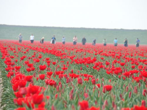 Tulpės, Žemdirbystė, Holland, Darbas, Pavasaris, Gėlės