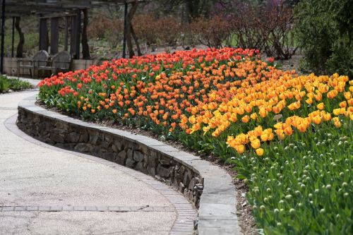 Tulpės, Sherwood Sodai, Gėlės, Vaivorykštė