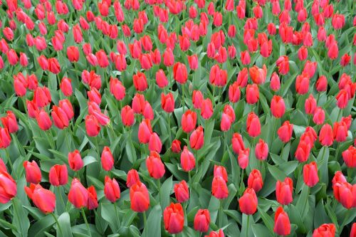 Tulpės, Raudona, Gėlės, Holland, Amsterdamas, Keukenhof, Žydėti, Pavasaris, Žalias, Šviežias