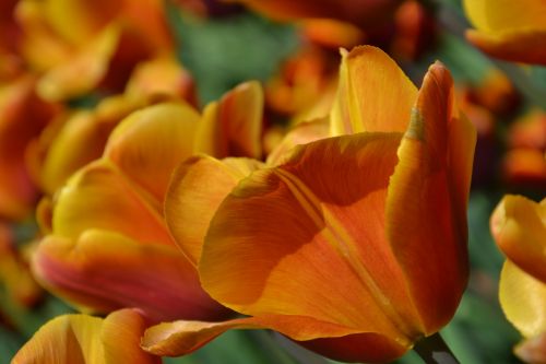Tulpės, Gėlės, Pavasaris, Oranžinė Tulpė, Žiedlapiai, Pavasario Gėlė