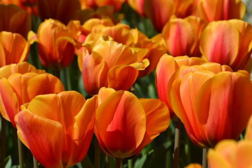 Tulpės, Gėlės, Pavasaris, Gamta, Žiedlapiai, Pavasario Gėlė, Oranžinė Tulpė, Žydėti