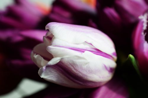 Tulpės, Pavasaris, Balta Gėlė, Švelnumas