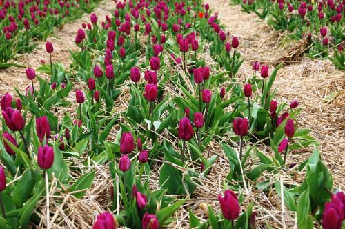 Tulpės, Plantacija, Iškylai, Laukas Tulpių, Gėlės